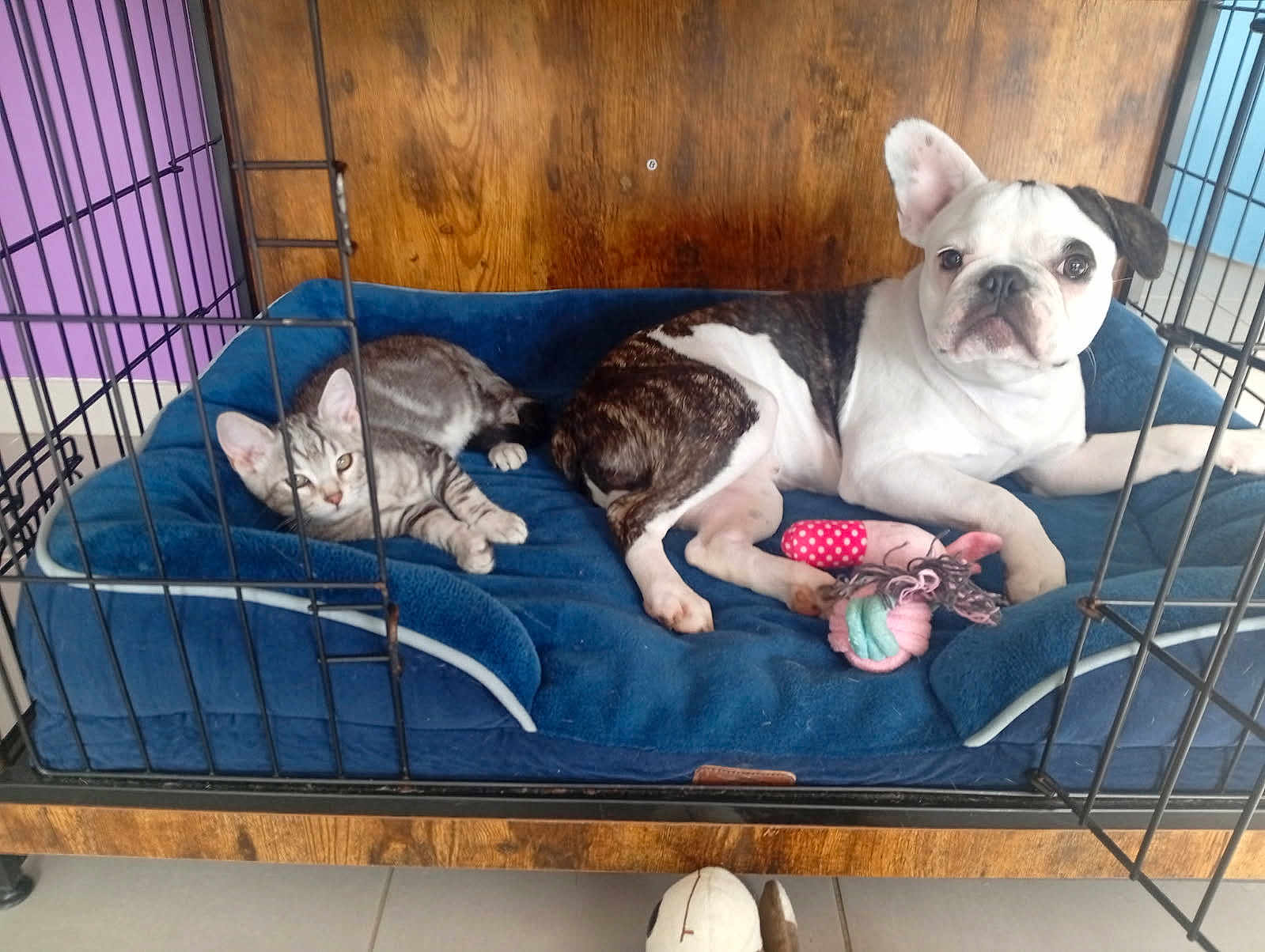 Arnold participe au concours pour gagner de l'argent avec cette photo : kitten, dog, bulldog, cage, blue_bed, toy, wooden_wall, floor, indoor, pet, resting, relaxed, animal, feline, canine, purple_wall, white_floor, plaything, companion, domestic