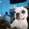 black_socks, blue_wall, canine, casual, close_up, companion, cozy, curious, dog, french_bulldog, furniture, home, indoor, jeans, living_room, person, pet, relaxed, sitting, television