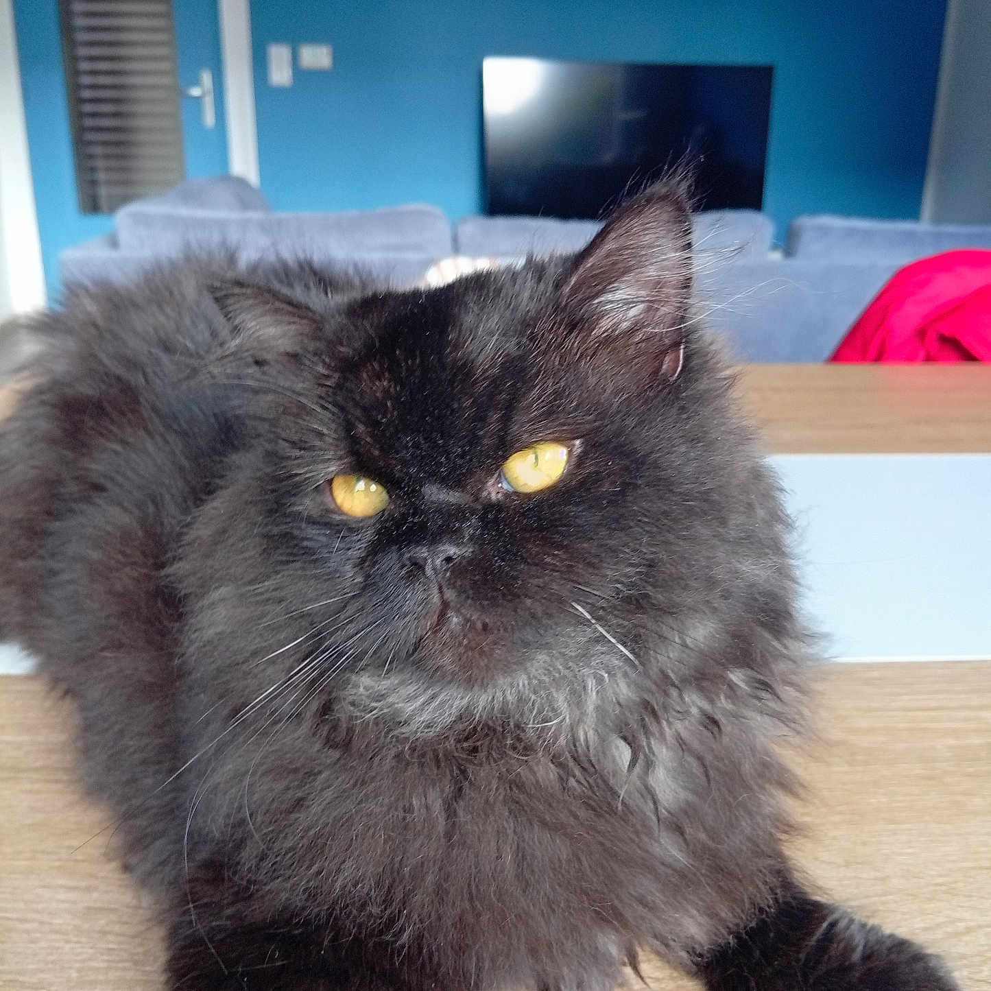 Louis a rejoint le concours — aidez-le/la à gagner de superbes lots ! animal, architecture, blackcat, building, cat, computer, computerhardware, couch, electronics, furniture, hardware, hardwood, indoors, manx, monitor, pc, pet, screen, tv, wood