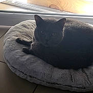 Jessie a rejoint le concours — aidez-le/la à gagner de superbes lots ! cat, gray_cat, pet_bed, indoor, window, tile_floor, fluffy_bed, resting_cat, animal, feline, curled_up, soft_light, cozy, home, relaxing, quiet, domestic_cat, sleeping_spot, calm, pet