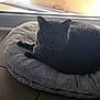 cat, gray_cat, pet_bed, indoor, window, tile_floor, fluffy_bed, resting_cat, animal, feline, curled_up, soft_light, cozy, home, relaxing, quiet, domestic_cat, sleeping_spot, calm, pet