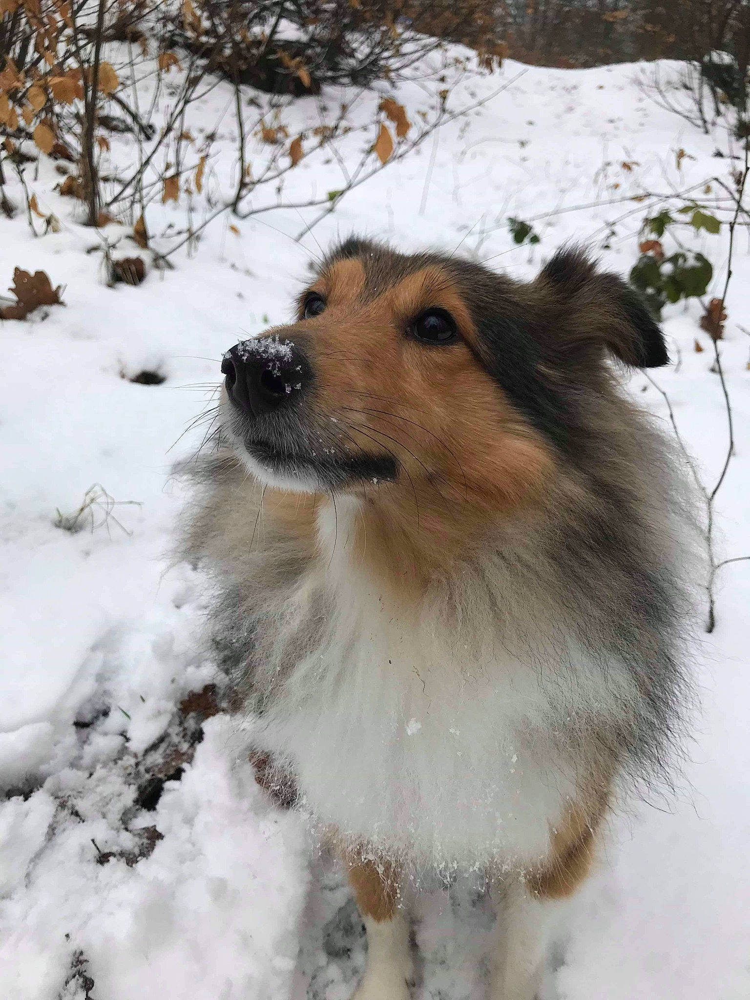Jeep a rejoint le concours — aidez-le/la à gagner de superbes lots ! canidae, carnivore, collie, companion_dog, dog, dog_breed, elo, herding_dog, mammal, rough_collie, scotch_collie, shetland_sheepdog, snow, vertebrate