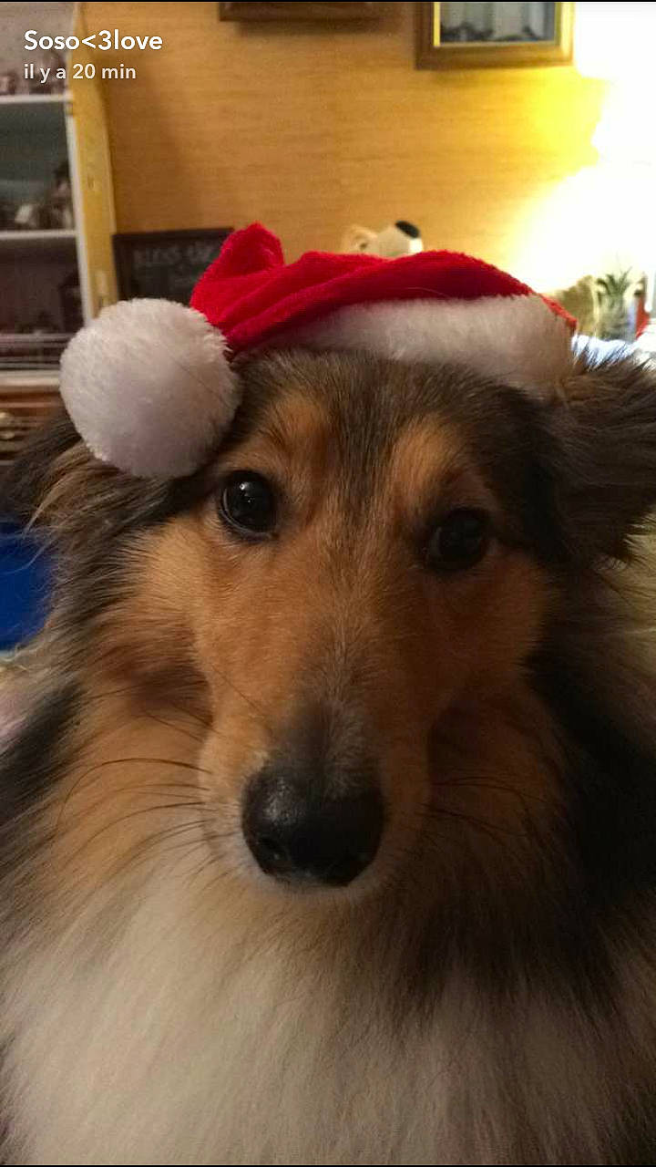 Jeep a rejoint le concours — aidez-le/la à gagner de superbes lots ! canidae, carnivore, christmas, collie, companion_dog, dog, dog_breed, mammal, rare_breed_dog, rough_collie, scotch_collie, shetland_sheepdog, smooth_collie, snout, vertebrate