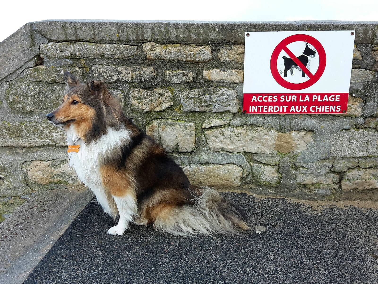 Jeep participe au concours pour gagner de l'argent avec cette photo : canidae, carnivore, collie, companion_dog, dog, dog_breed, rough_collie, scotch_collie, shetland_sheepdog