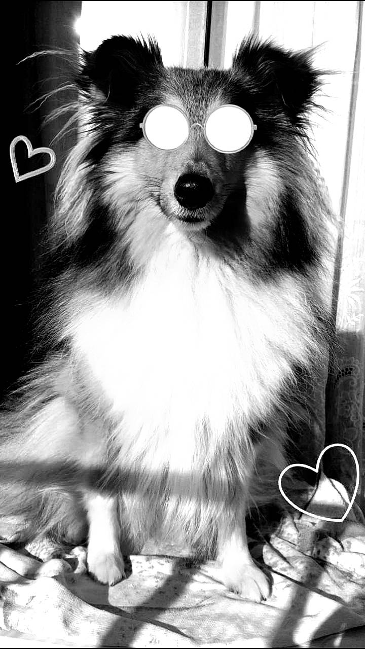 Jeep participe au concours pour gagner de l'argent avec cette photo : black_and_white, canidae, carnivore, companion_dog, dog, dog_breed, mammal, pomeranian, snout, spitz, style, vertebrate, whiskers