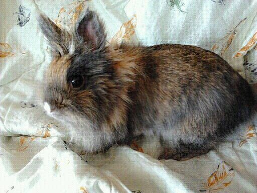 Kookie a rejoint le concours — aidez-le/la à gagner de superbes lots ! angora_rabbit, domestic_rabbit, ear, fawn, hare, iris, mammal, rabbit, rabbits_and_hares, snowshoe_hare, whiskers, wood_rabbit