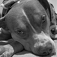Evvie joined the competition — help win amazing prizes! dog, close_up, black_and_white, blanket, pet, animal, lying_down, fur, portrait, relaxed, indoor, cozy, canine, resting, soft_texture, head, paw, sleepy, companion, cute