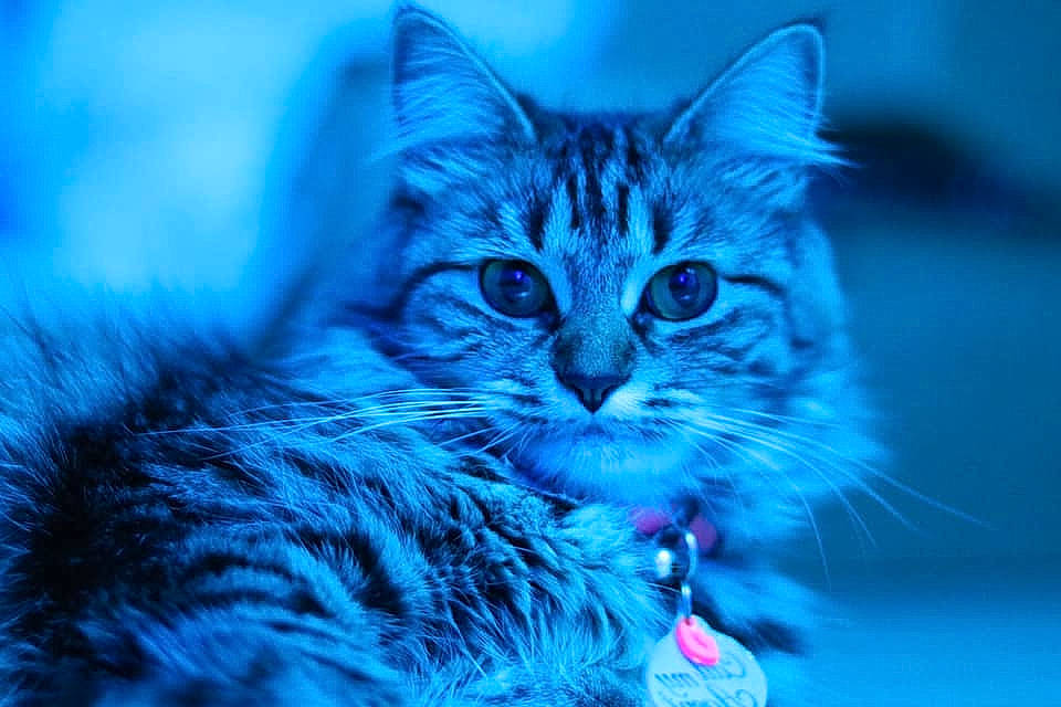 Glitter is registered to the contest to win money with this photo: azure, blue, carnivore, cat, claw, domestic_short_haired_cat, electric_blue, felidae, fur, grass, paw, sky, small_to_medium_sized_cats, snout, terrestrial_animal, whiskers, wildlife