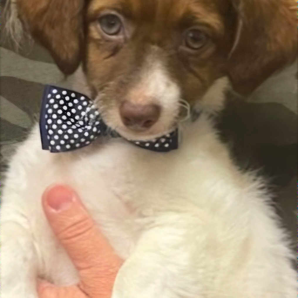 Murphy joined the competition — help win amazing prizes! accessories, animal, bandana, beagle, bowtie, canine, cockerspaniel, dog, face, formalwear, happy, head, hound, necktie, person, pet, puppy, smile, surprised, tie