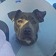 Charlie is registered to the contest to win money with this photo: dog, cone, car, seat, sunlight, shadow, face, ears, nose, window, pet, animal, restraint, expression, closeup, inside, vehicle, plastic, calm, portrait