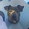 dog, cone, car, seat, sunlight, shadow, face, ears, nose, window, pet, animal, restraint, expression, closeup, inside, vehicle, plastic, calm, portrait