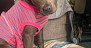 Charlie is registered to the contest to win money with this photo: animal, blanket, blue, canine, clothing, companion, couch, cozy, curious, dog, domestic, dress, furniture, head_tilt, indoor, living_room, pet, pink, seated, striped
