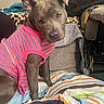 dog, pet, clothing, dress, striped, pink, blue, blanket, couch, indoor, furniture, curious, head_tilt, canine, animal, cozy, living_room, domestic, seated, companion