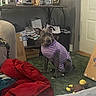 dog, pet, purple_shirt, striped_clothing, indoor, carpet, furniture, photoframes, box, blanket, toy, door, table, papers, cozy, home, animal, sitting, brown_dog, casual