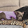 dog, couch, pillow, blanket, purple_shirt, striped_clothing, resting, relaxed, indoor, pet, animal, cozy, leopard_print, gray_dog, fabric, comfort, home, furniture, sleepy, canine