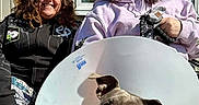 Charlie is registered to the contest to win money with this photo: woman, women, dog, cone, protective_collar, outdoor, window, smile, casual_clothing, sitting, friendship, pet, animal, sunlight, portrait, happy, leash, black_jacket, hoodie, patterned_pants