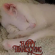 Max is registered to the contest to win money with this photo: cat, white_cat, sleeping, cozy, blanket, soft_texture, fur, pet, resting, indoors, closeup, relaxation, cute, animal, domestic_animal, thanksgiving, text_overlay, holiday, comfort, peaceful