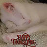 cat, white_cat, sleeping, cozy, blanket, soft_texture, fur, pet, resting, indoors, closeup, relaxation, cute, animal, domestic_animal, thanksgiving, text_overlay, holiday, comfort, peaceful