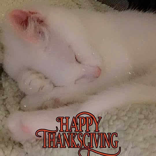 Max is registered to the contest to win money with this photo: cat, white_cat, sleeping, cozy, blanket, soft_texture, fur, pet, resting, indoors, closeup, relaxation, cute, animal, domestic_animal, thanksgiving, text_overlay, holiday, comfort, peaceful