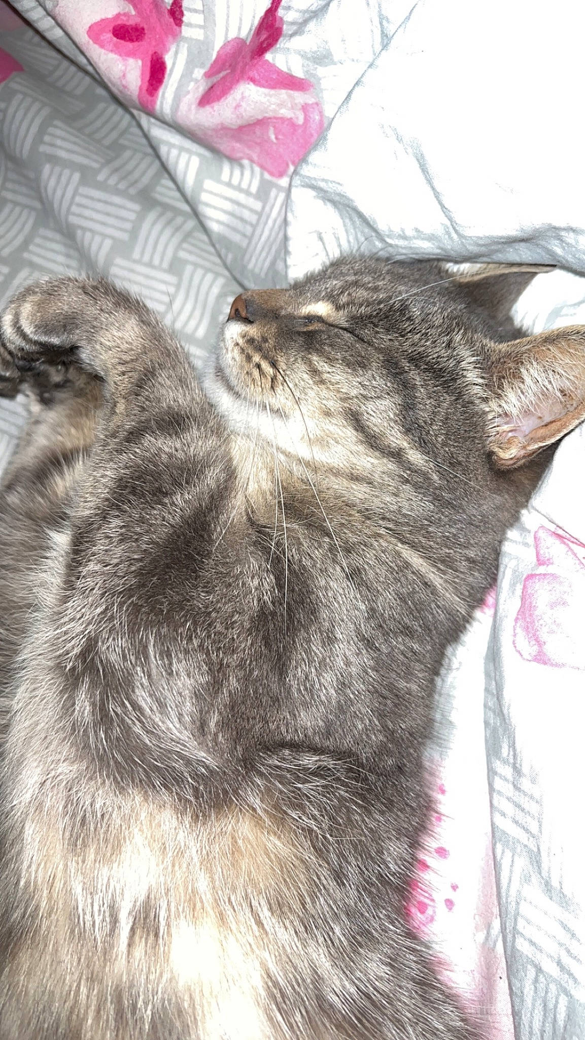 Mimine participe au concours pour gagner de l'argent avec cette photo : black_cat, carnivore, cat, claw, comfort, domestic_short_haired_cat, felidae, fur, grey, nap, paw, sleep, small_to_medium_sized_cats, snout, tail, terrestrial_animal, whiskers, window