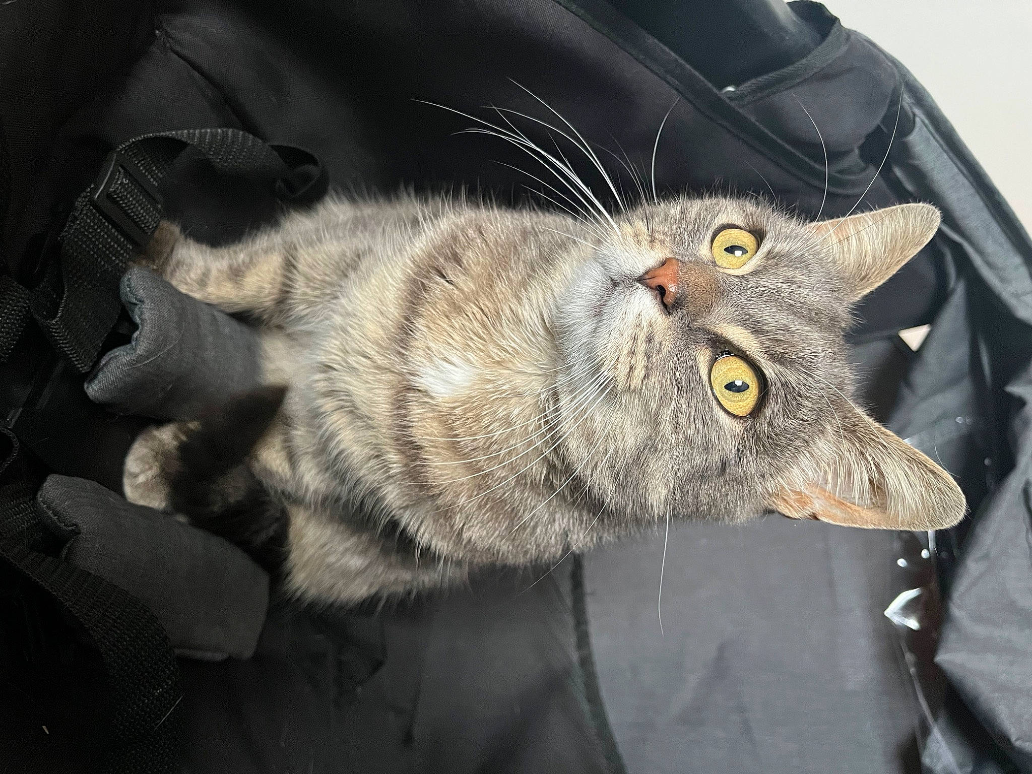 Mimine participe au concours pour gagner de l'argent avec cette photo : black_cat, carnivore, cat, claw, domestic_short_haired_cat, felidae, fur, grey, paw, small_to_medium_sized_cats, tail, whiskers