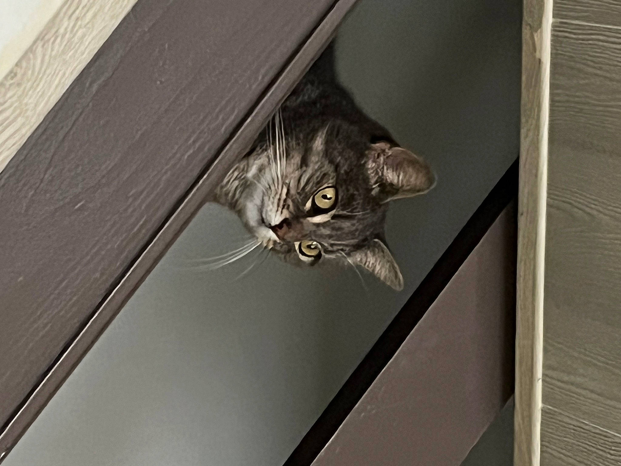 Mimine participe au concours pour gagner de l'argent avec cette photo : carnivore, cat, domestic_short_haired_cat, felidae, fur, grey, hardwood, plywood, small_to_medium_sized_cats, tail, terrestrial_animal, whiskers, window, wood