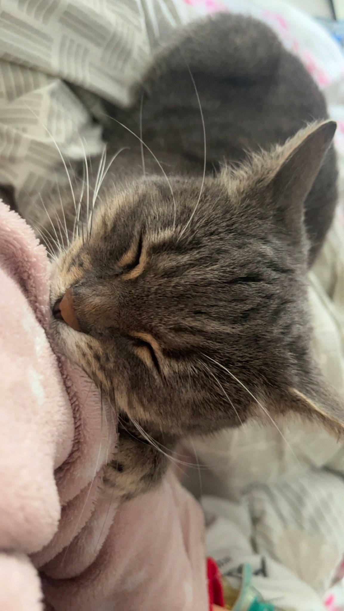 Mimine participe au concours pour gagner de l'argent avec cette photo : carnivore, cat, claw, close_up, comfort, domestic_short_haired_cat, ear, felidae, fur, grey, nap, paw, sleep, small_to_medium_sized_cats, snout, terrestrial_animal, whiskers, wildlife, wrinkle