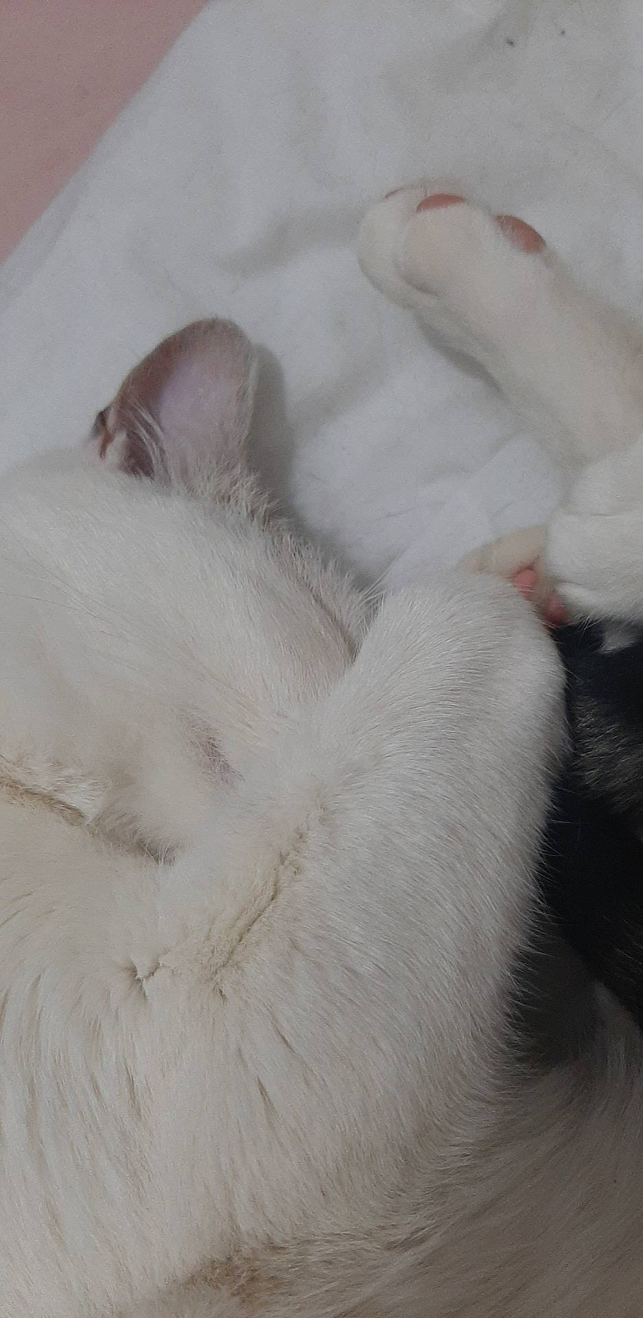 Neige a rejoint le concours — aidez-le/la à gagner de superbes lots ! burmilla, carnivore, cat, claw, ear, fawn, felidae, fur, khao_manee, kitten, paw, polydactyl_cat, ragdoll, skin, small_to_medium_sized_cats, tail, turkish_angora, whiskers, white