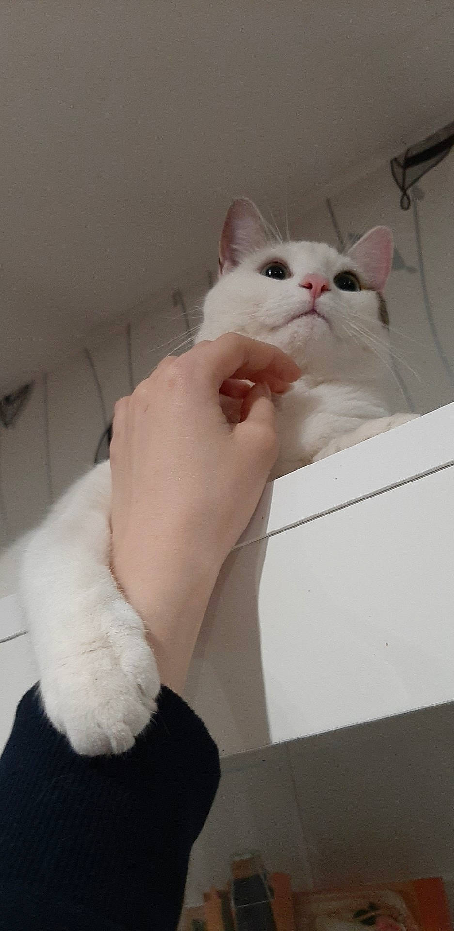 Neige a rejoint le concours — aidez-le/la à gagner de superbes lots ! burmilla, carnivore, cat, domestic_short_haired_cat, ear, felidae, fur, hand, khao_manee, napoleon_cat, persian, ragdoll, small_to_medium_sized_cats, tail, turkish_angora, turkish_van, whiskers