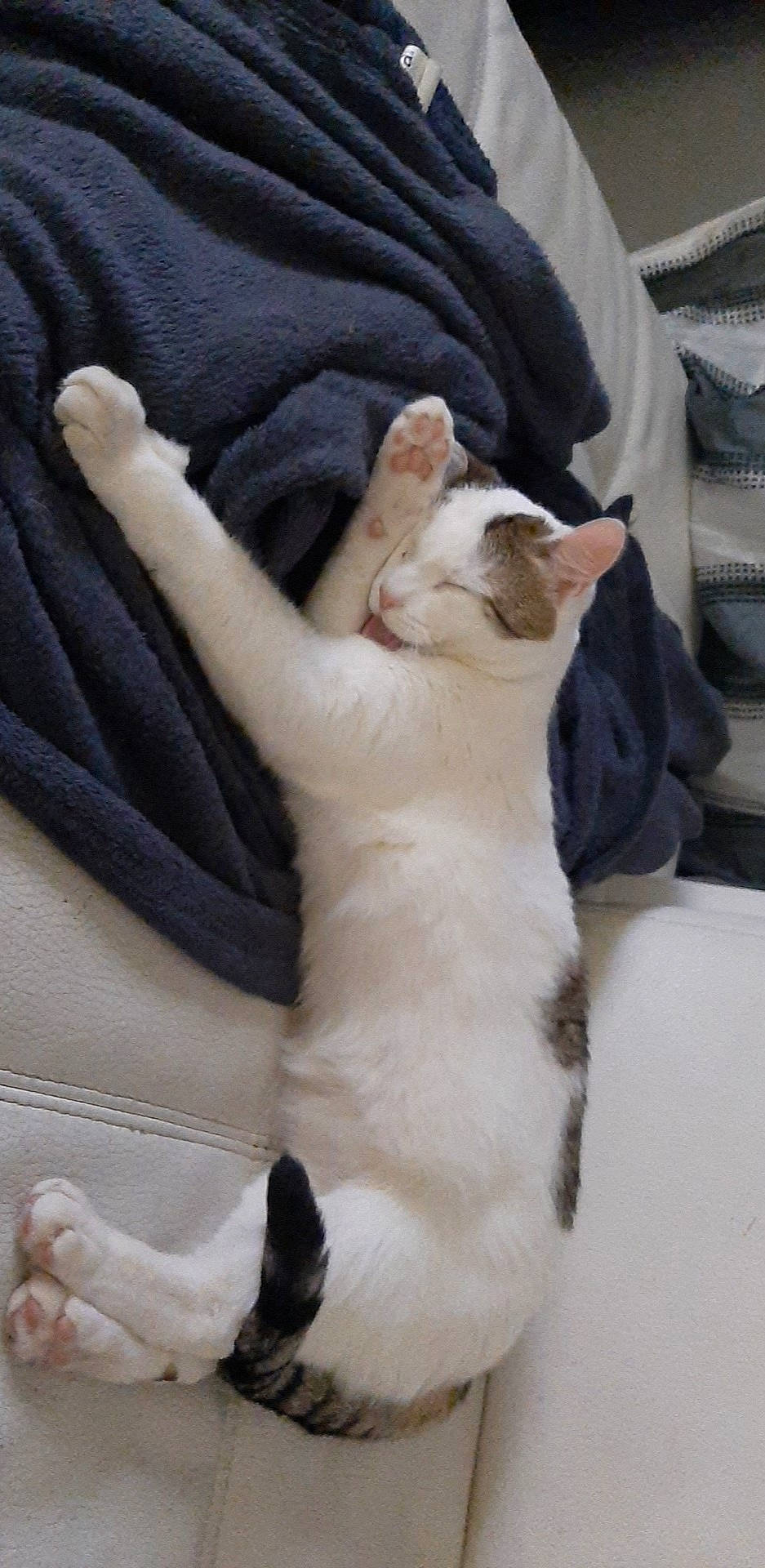 Neige participe au concours pour gagner de l'argent avec cette photo : aegean_cat, american_wirehair, asian, carnivore, cat, domestic_short_haired_cat, fawn, felidae, fur, leg, paw, polydactyl_cat, small_to_medium_sized_cats, tail, whiskers