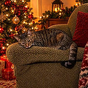 Kitkat is registered to the contest to win money with this photo: cat, tabby_cat, pet, sleeping, lying_down, armchair, christmas_tree, christmas, festive, ornaments, string_lights, presents, gift_boxes, holiday, cozy, living_room, blanket, red_cushion, warm_lighting, indoor