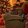 armchair, blanket, cat, christmas, christmas_tree, cozy, festive, gift_boxes, holiday, indoor, living_room, lying_down, ornaments, pet, presents, red_cushion, sleeping, string_lights, tabby_cat, warm_lighting