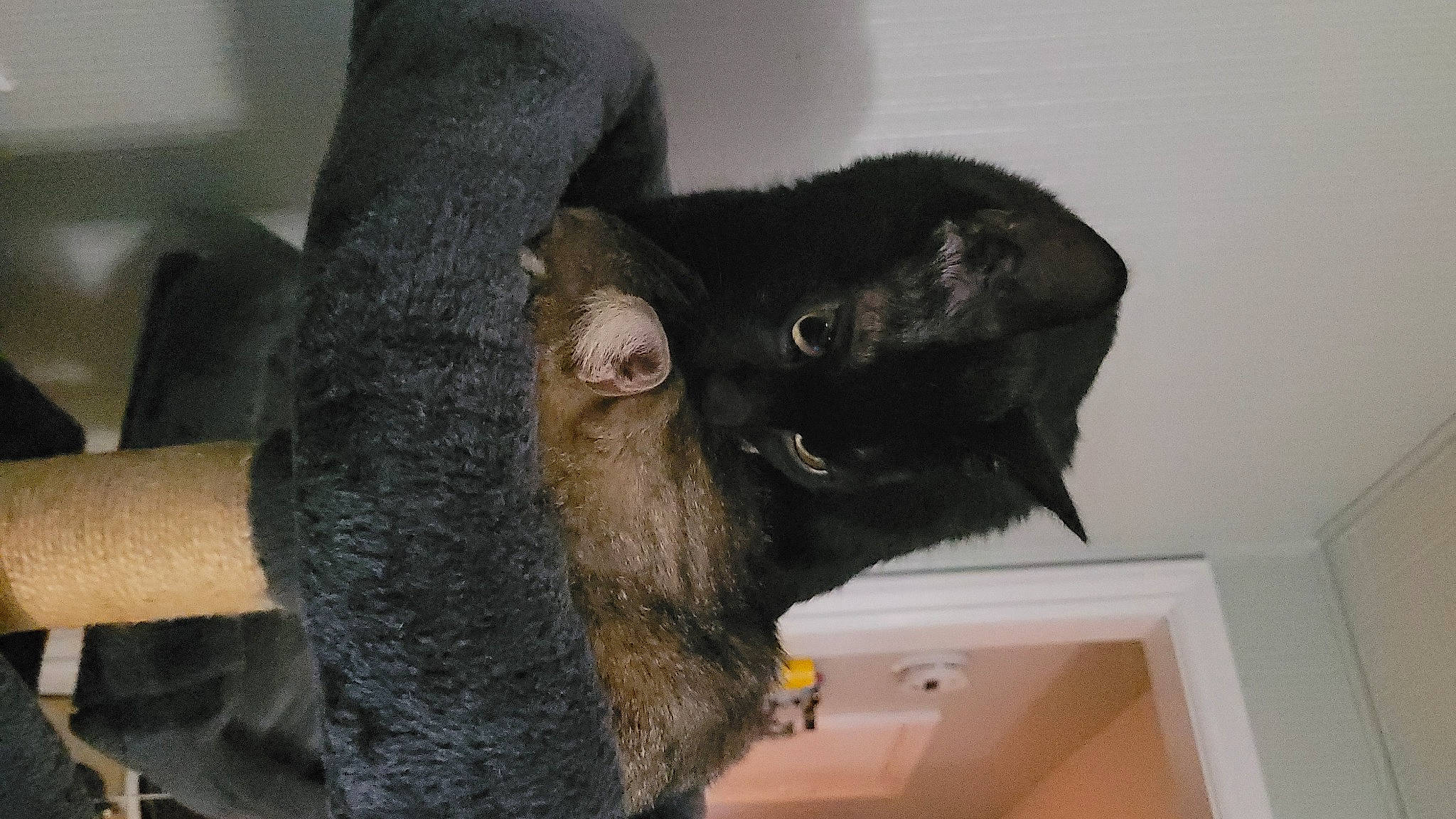 Zorro joined the competition — help win amazing prizes! black_cat, canidae, carnivore, cat, claw, comfort, dog_breed, domestic_short_haired_cat, ear, felidae, fur, gesture, natural_material, room, small_to_medium_sized_cats, snout, sporting_group, tail, terrestrial_animal, whiskers