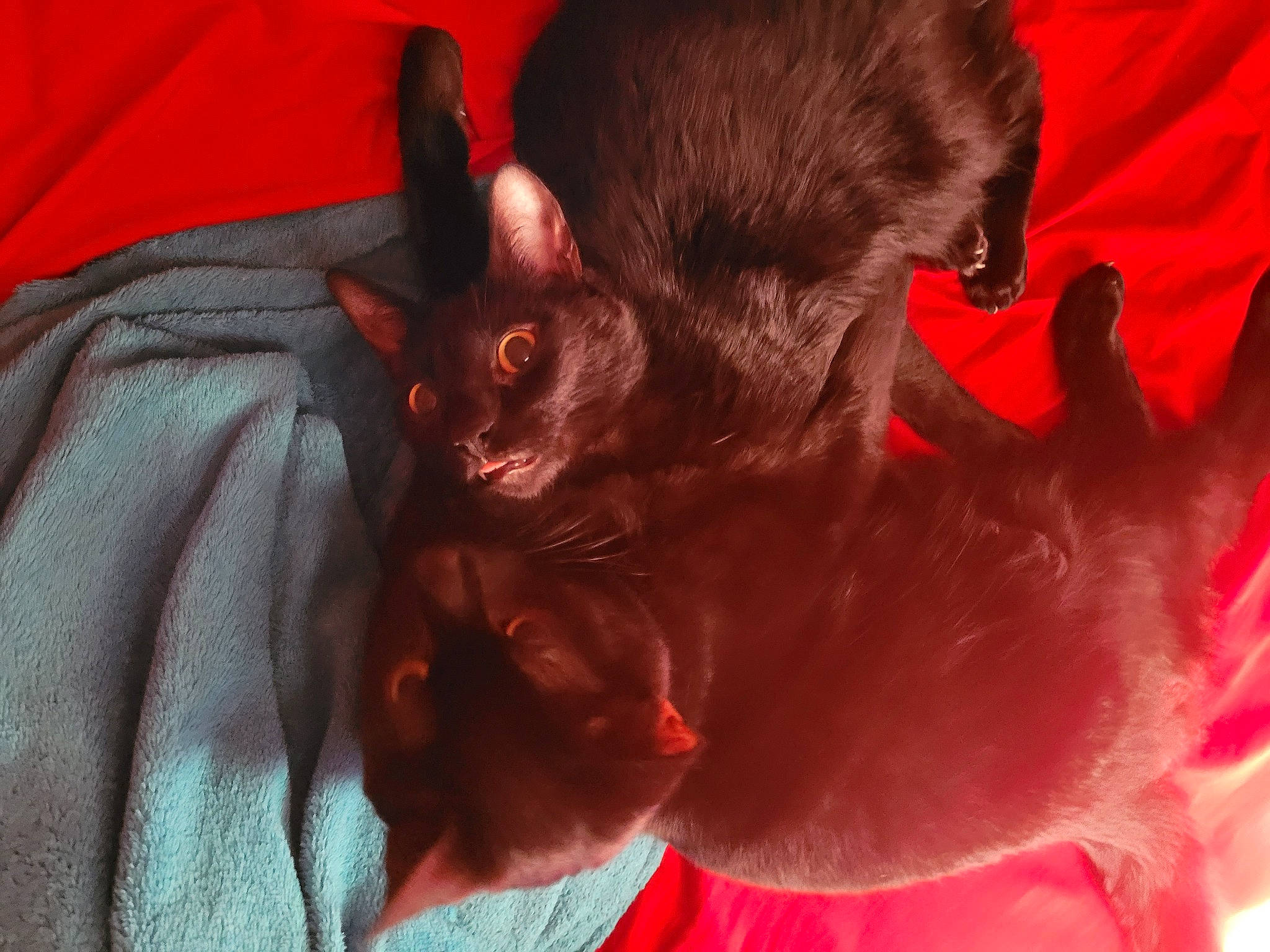 Zorro joined the competition — help win amazing prizes! beard, carmine, carnivore, cat, comfort, dog_breed, ear, fawn, felidae, fur, gesture, human_body, jaw, liver, orange, petal, red, small_to_medium_sized_cats, snout, whiskers