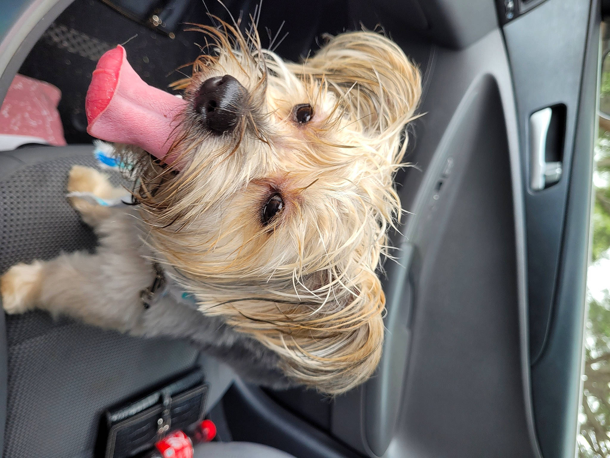 Louie joined the competition — help win amazing prizes! auto_part, car, carnivore, collar, companion_dog, dog, dog_breed, dog_supply, event, fawn, fender, fur, motor_vehicle, small_terrier, snout, sporting_group, toy_dog, vehicle, windshield, working_animal