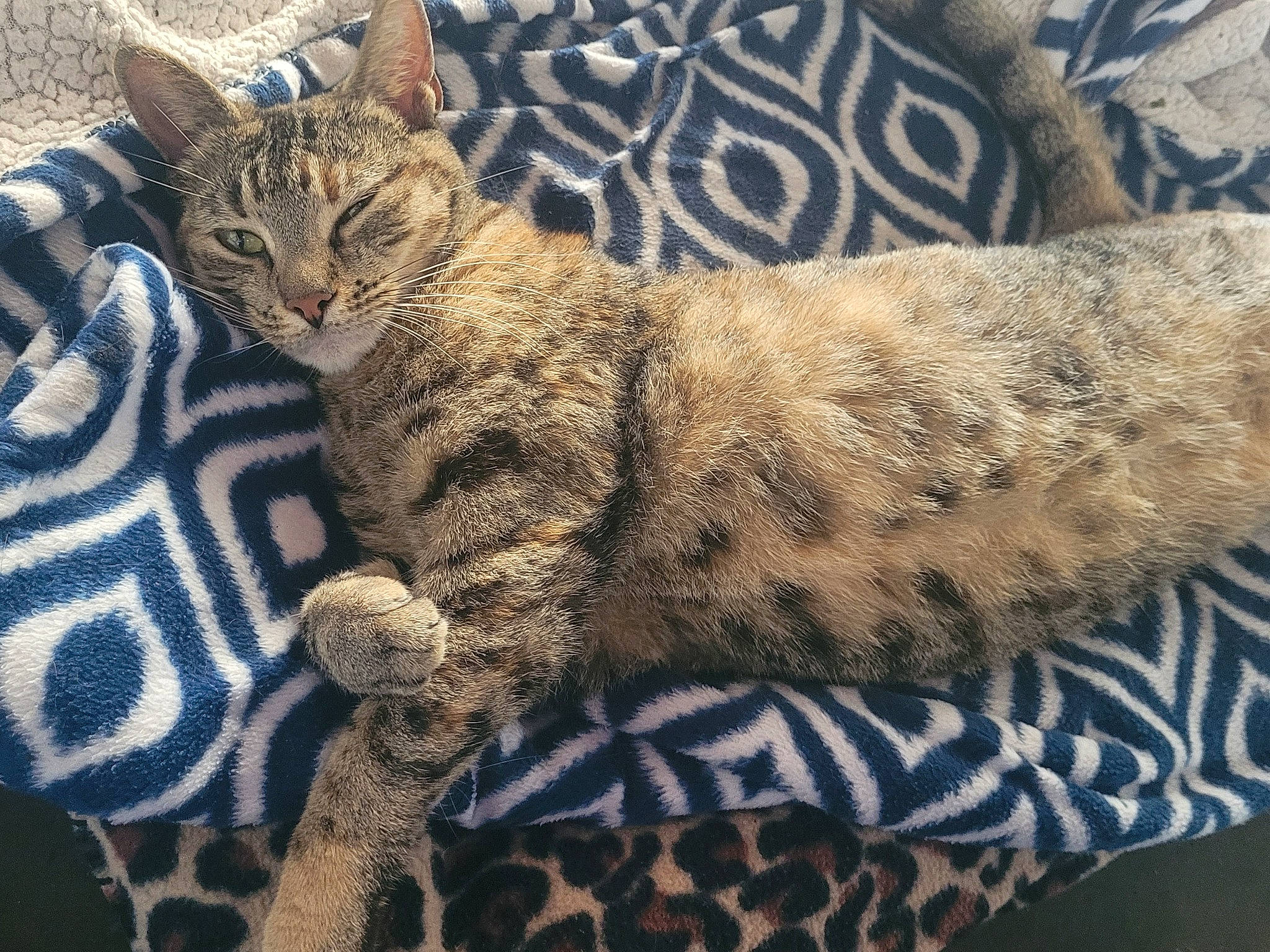 Pretty Girl joined the competition — help win amazing prizes! carnivore, cat, claw, comfort, domestic_short_haired_cat, eye, felidae, fur, nap, pattern, paw, sitting, small_to_medium_sized_cats, snout, tail, terrestrial_animal, whiskers, wildlife