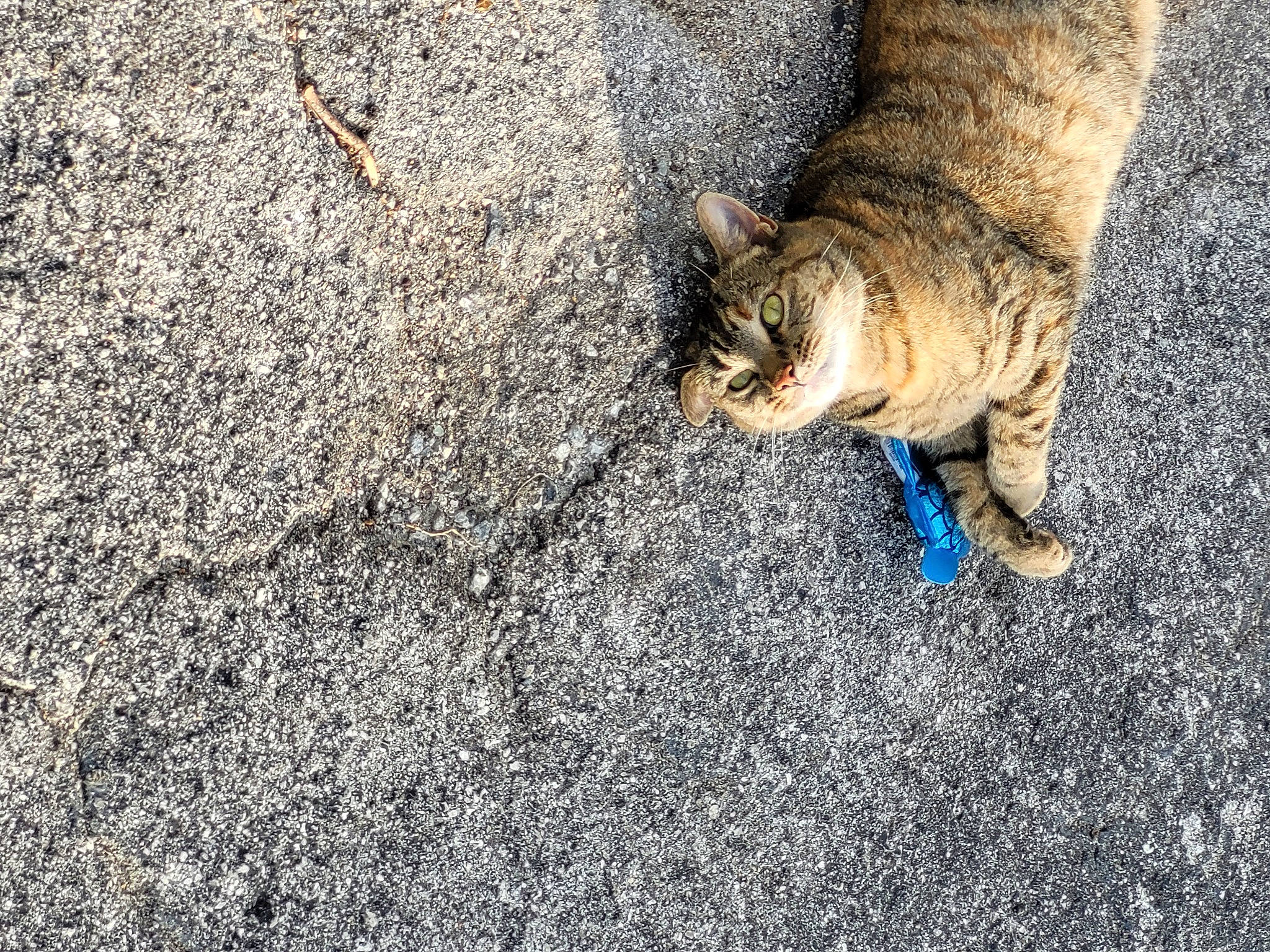 Pretty Girl is registered to the contest to win money with this photo: asphalt, carnivore, cat, domestic_short_haired_cat, fawn, felidae, fur, grass, grey, human_leg, paw, road_surface, small_to_medium_sized_cats, snout, soil, tail, tar, terrestrial_animal, whiskers, wood