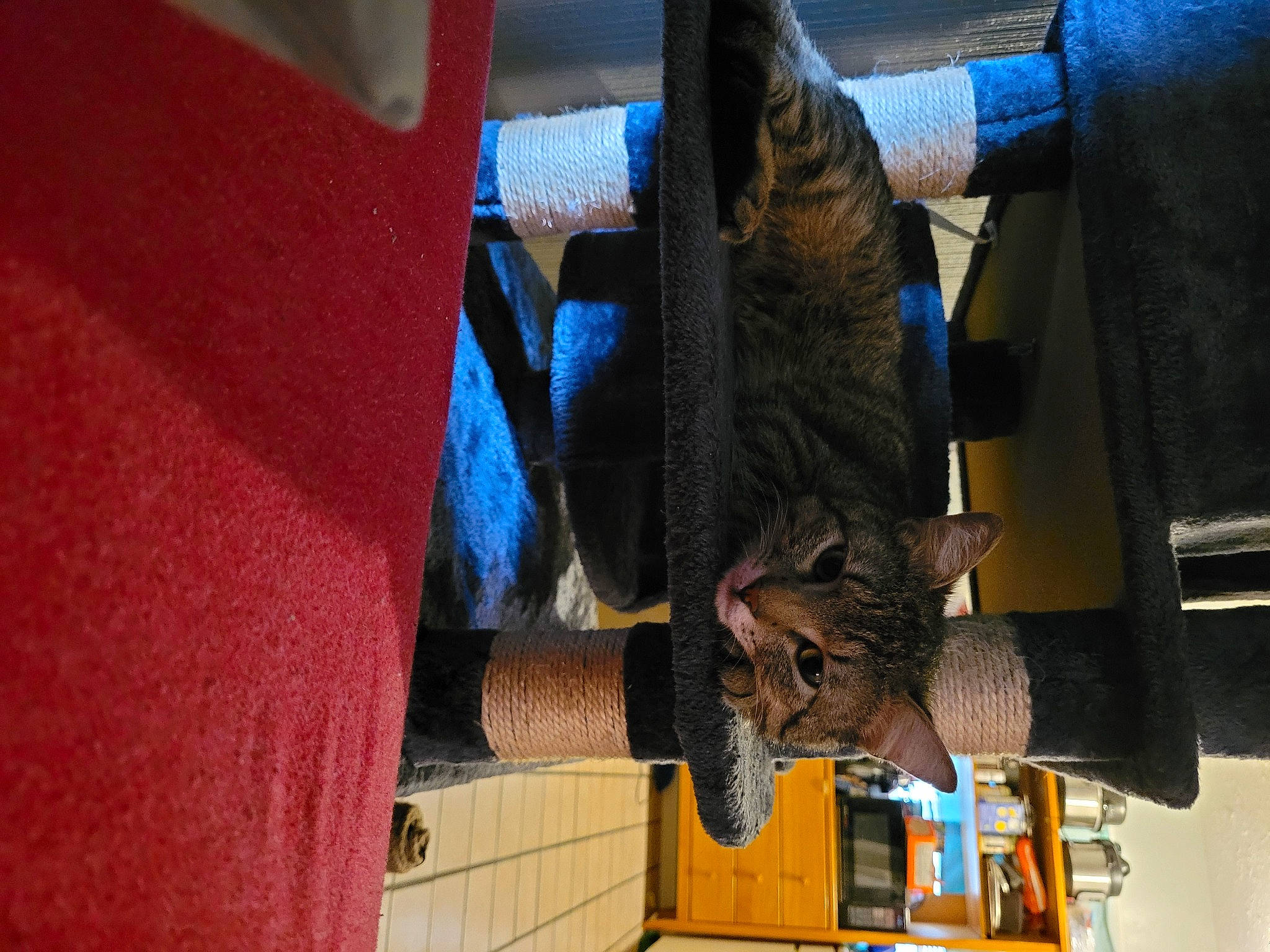 Taz joined the competition — help win amazing prizes! canidae, carnivore, denim, domestic_short_haired_cat, electric_blue, felidae, fur, hat, room, small_to_medium_sized_cats, sporting_group, wood