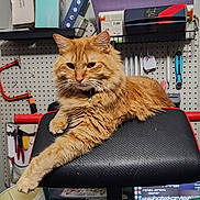 Sunfire is registered to the contest to win money with this photo: cat, ginger_cat, feline, pet, fluffy, orange_fur, relaxed, paw, collar, chair, headrest, workshop, pegboard, tools, shelf, box, monitor, indoor, watermark, portrait