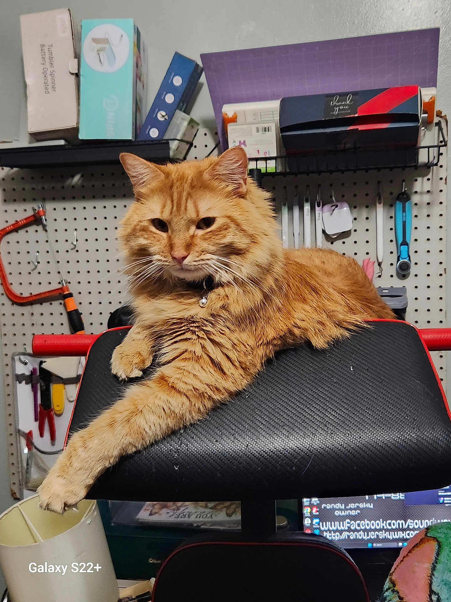 Sunfire is registered to the contest to win money with this photo: cat, ginger_cat, feline, pet, fluffy, orange_fur, relaxed, paw, collar, chair, headrest, workshop, pegboard, tools, shelf, box, monitor, indoor, watermark, portrait