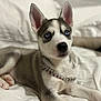Storm is registered to the contest to win money with this photo: puppy, dog, husky, blue_eyes, collar, jewelry, bed, white_bed, cute, pet, animal, lying_down, fur, ears, young, domestic_animal, portrait, indoor, looking_up, soft