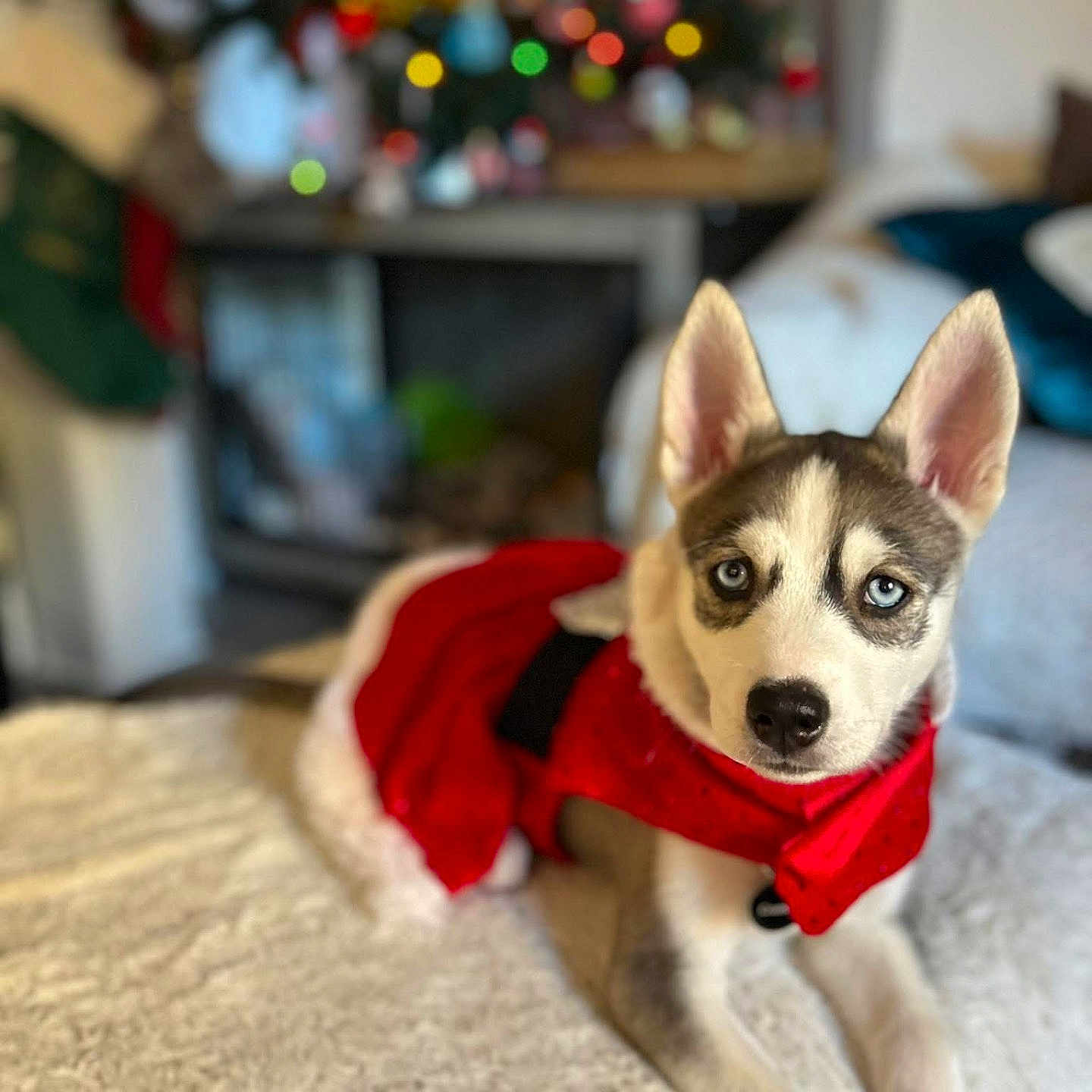 Storm is registered to the contest to win money with this photo: animal, bed, blanket, blue_eyes, christmas_tree, cozy, cute, decorations, dog, ears, festive, fur, holiday, home, husky, indoor, lying_down, pet, puppy, red_outfit