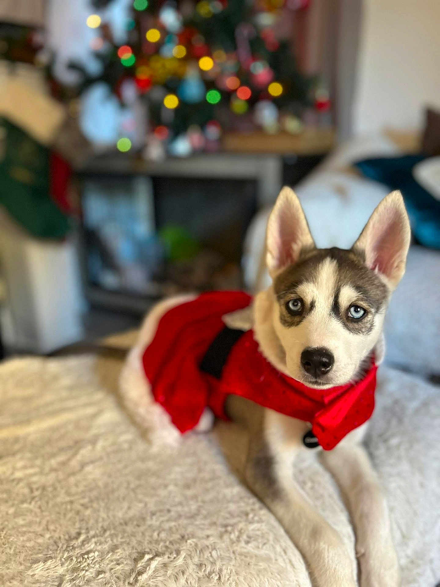 Storm is registered to the contest to win money with this photo: dog, puppy, husky, blue_eyes, red_outfit, blanket, bed, indoor, christmas_tree, holiday, decorations, festive, cozy, fur, ears, lying_down, cute, pet, animal, home