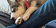 Storm is registered to the contest to win money with this photo: puppy, dog, sleeping, couch, blanket, leg, jeans, paw, collar, indoor, cozy, resting, fur, pet, comfort, nap, cute, relaxation, home, furniture