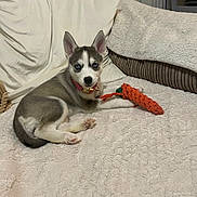 Storm is registered to the contest to win money with this photo: puppy, dog, husky, blue_eyes, toy, carrot_toy, blanket, couch, indoor, pet, cute, fur, collar, playful, resting, young_dog, animal, domestic, relaxed, home