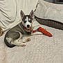 puppy, dog, husky, blue_eyes, toy, carrot_toy, blanket, couch, indoor, pet, cute, fur, collar, playful, resting, young_dog, animal, domestic, relaxed, home