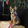 Storm joined the competition — help win amazing prizes! puppy, dog, husky, blue_eyes, leash, collar, cushion, chair, outdoor, plant, vine, string_lights, night, pet, animal, cute, sitting, furniture, domestic_animal, young