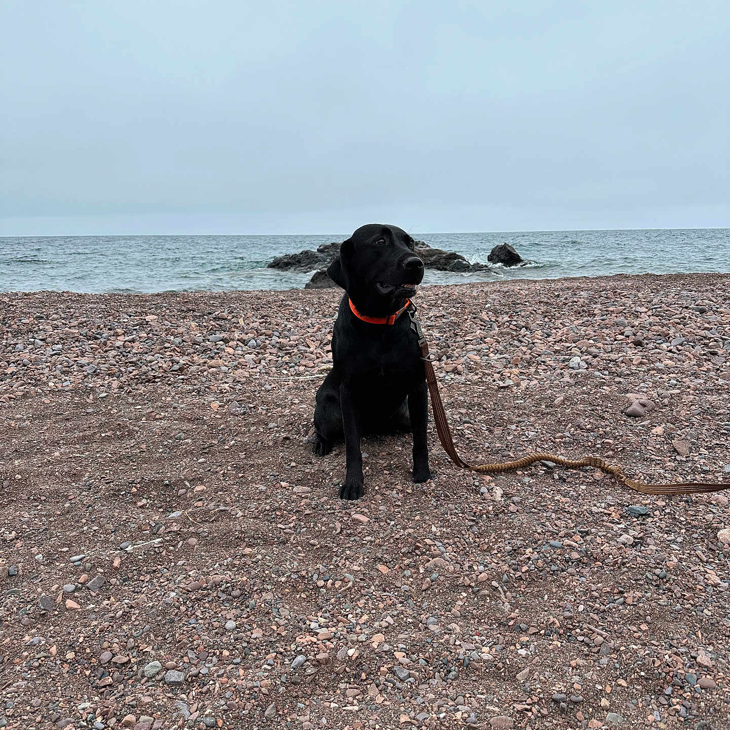 Busch joined the competition — help win amazing prizes! accessories, animal, beach, canine, coast, dog, gravel, hound, labradorretriever, leash, nature, outdoors, pebble, pet, road, sea, shoreline, soil, strap, water