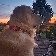Ulysse participe au concours pour gagner de l'argent avec cette photo : dog, golden_retriever, pet, animal, fur, fluffy, profile, outdoors, garden, sunset, sunrise, evening, patio, brick_paving, evergreen_tree, plants, potted_plant, red_collar, portrait, relaxed