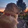 dog, golden_retriever, pet, animal, fur, fluffy, profile, outdoors, garden, sunset, sunrise, evening, patio, brick_paving, evergreen_tree, plants, potted_plant, red_collar, portrait, relaxed